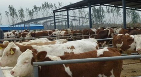 波尔山羊的养殖技术|山东日照黄牛牛犊价格