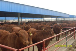 买鲁西黄牛到中旺万家鲁西黄牛养殖场 质量有保证