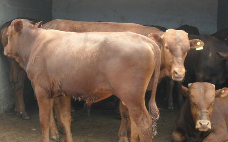 小肉牛犊价格|山东烟台肉驴效益养殖