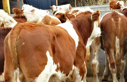 种牛犊养殖基地-山东西门塔尔牛犊价格