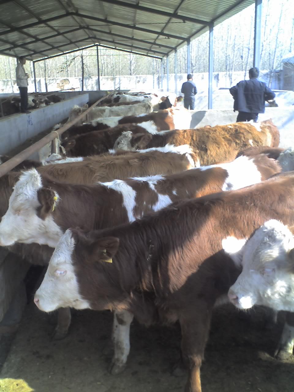 肉牛专业养殖 免费运输 先货后款 更好的售后