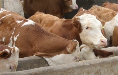 西门塔尔牛犊的饲养管理规程