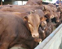鲁西黄牛养殖基地、鲁西黄牛养殖技术－养鲁西黄牛帮你致富