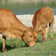 如何让瘦弱的肉牛长膘--肉牛养殖技术
