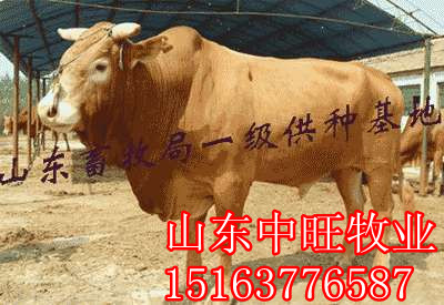 河南牛犊的价格|肉牛的饲养方法
