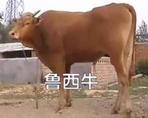 养殖鲁西黄牛的新技术