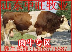 2013年肉牛犊价格最新肉牛犊价格