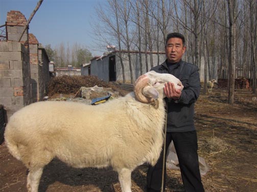 2013最新小尾寒羊养殖技术 轻松养羊 快速致富!