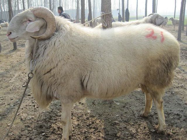 小尾寒羊夏季养殖注意事项--小尾寒羊养殖技术