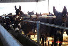肉驴的养殖技术您知道多少呢？