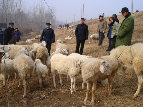 小尾寒羊养殖找中旺