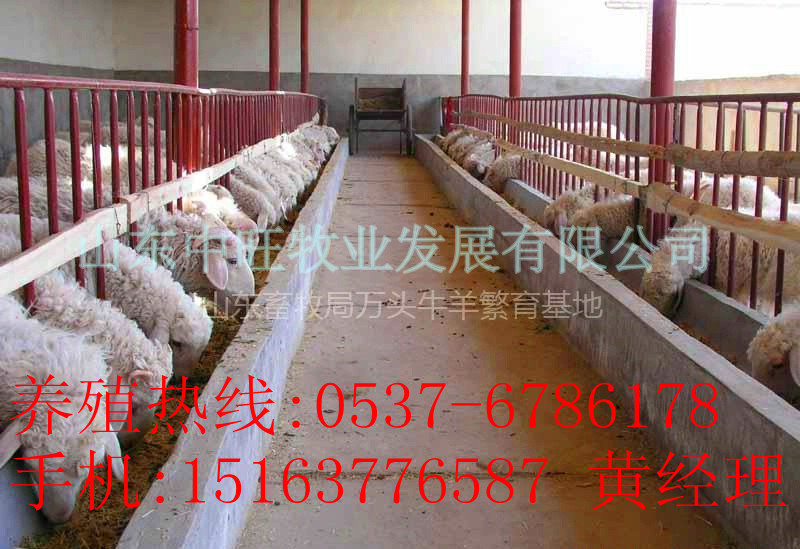 小尾寒羊养殖对羊舍的需求