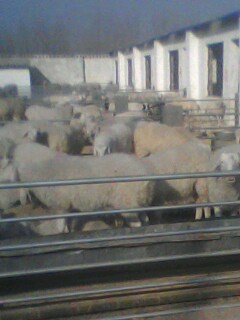 小尾寒羊养殖场羊舍的建筑的基本要求