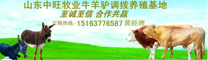 2013年养鲁西黄牛赚钱吗|江西抚州养殖波尔山羊利润