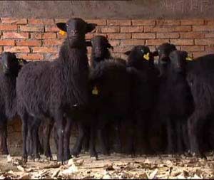 乌骨羊-纯种的乌骨羊哪里有卖的?