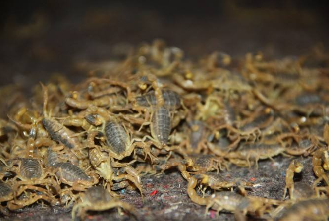 湖北蜈蚣养殖场告诉你怎么更好的管理蜈蚣