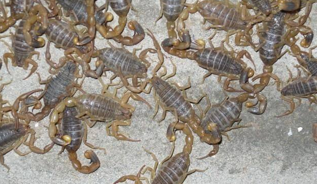 湖北蝎子如何养殖浅谈蝎毒的加工方法