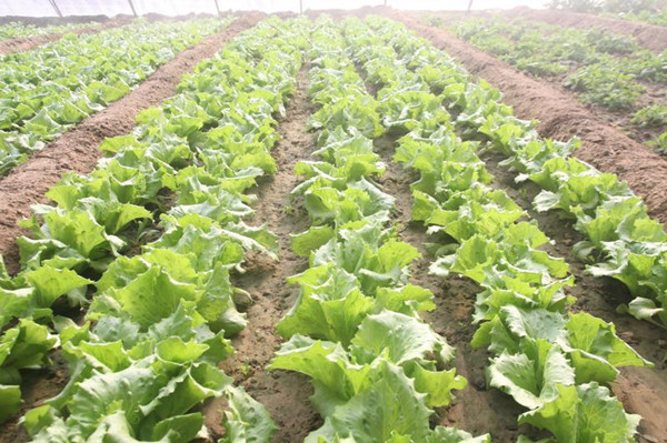 新疆农家乐浅析葡萄施肥方法和时间