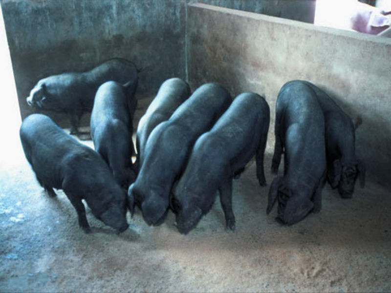 黑毛猪养殖介绍如何提高纯种猪育种水平的方法