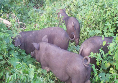 藏香猪养殖场的猪保存原种措施