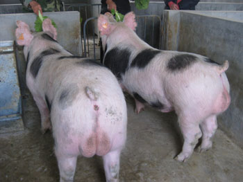 规模太湖母猪养殖场自配料的预混料还是合同供给的好