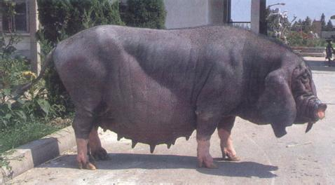 专家无偿发表规模太湖母猪养殖场仔猪成活率低的问题