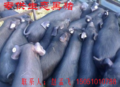 北京黑猪养殖基地分享中企疑似抄韩广告