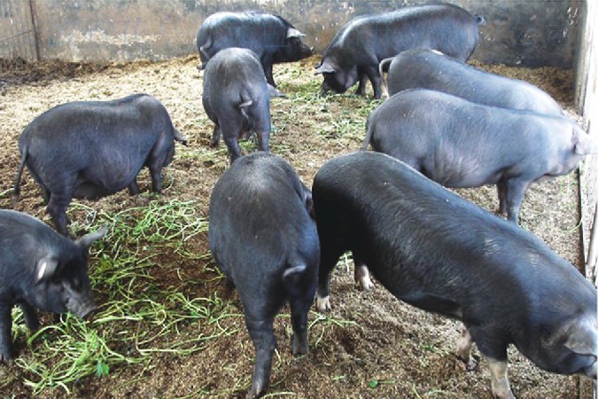 细说藏香猪养殖的前景及成本