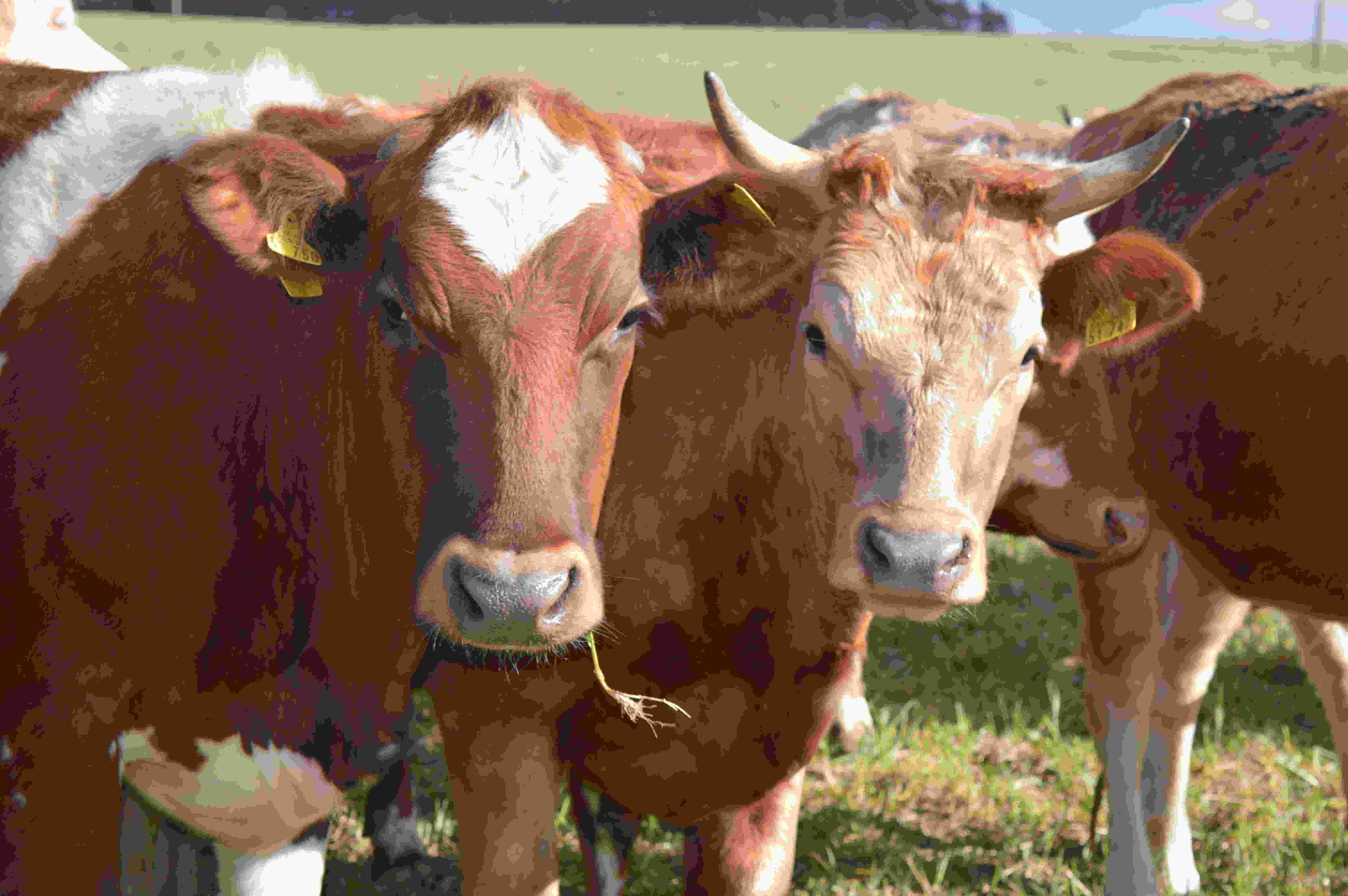 湖南夏洛莱牛分享紫花苜蓿饲养牛的多种方式