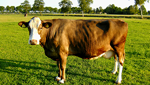 福建西门塔尔牛分享中草药饲料添加剂在国外的应用现状
