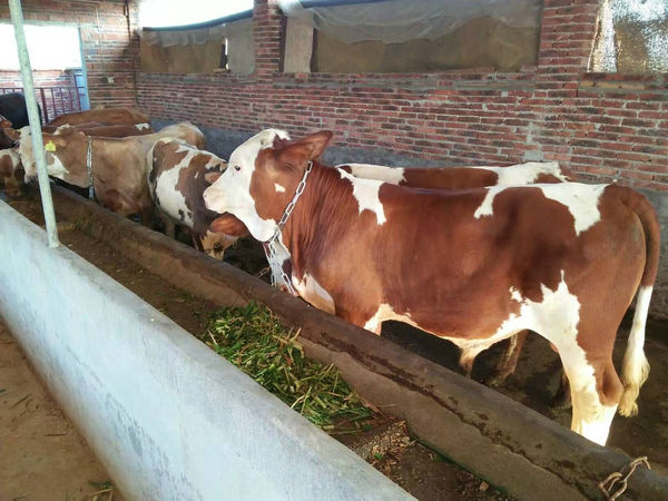 江西西门塔尔牛分享目前肉牛行业遗传改良的现状和未来发展的策略
