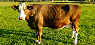 江西西门塔尔牛的饲养技术与安全管理