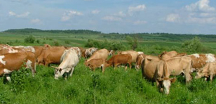 福建西门塔尔牛分享怎样育肥牛长得快