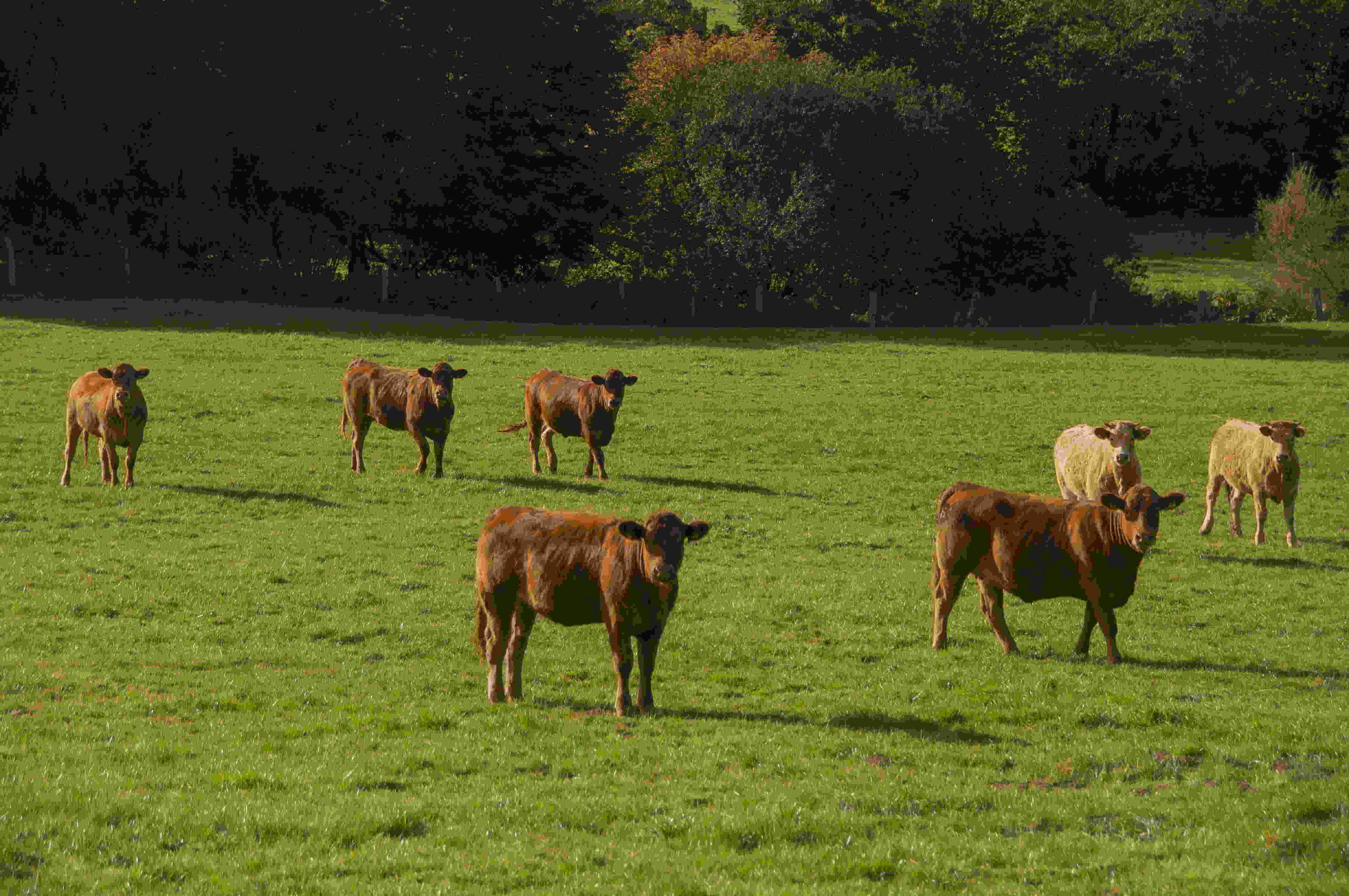 泰和肉牛批发分享如何提高肉牛养殖效益