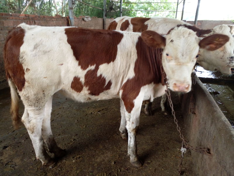 福建西门塔尔牛分享节省肉牛饲料的方法