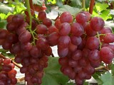 新疆葡萄苗介绍葡萄苗和葡萄树防低温措施