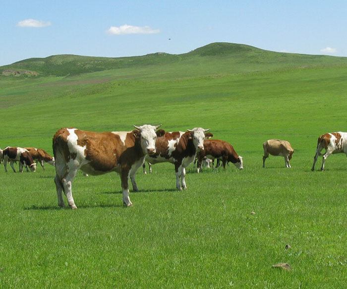 湖南西门塔尔分享绿色养殖肉牛