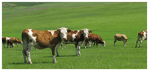 江西西门塔尔分享吃什么草料肉牛长得好