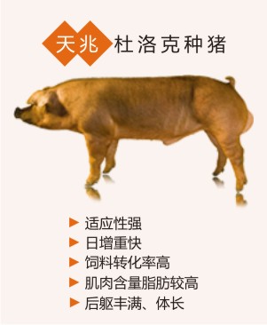 哈尔滨纯种杜洛克种猪就找内蒙英歌天兆优质种猪