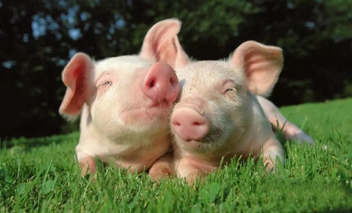 内蒙英歌天兆种猪管理:公猪养殖注意事项