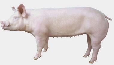 内蒙古天歌英兆常年供应哈尔滨皮特公猪与哈尔滨二元种猪等良种猪