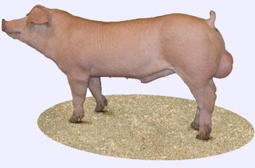 哈尔滨猪场种猪引种就找内蒙英歌天兆种猪养殖基地