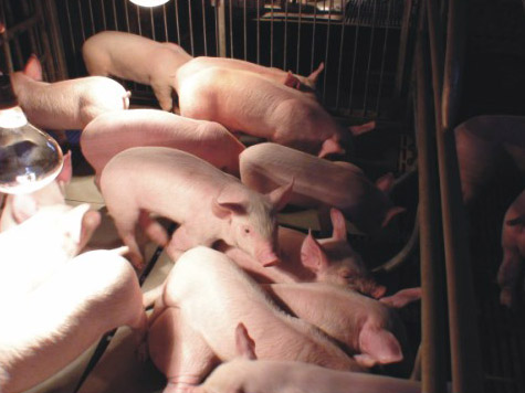 内蒙英歌天兆分享农村养猪的十大误区
