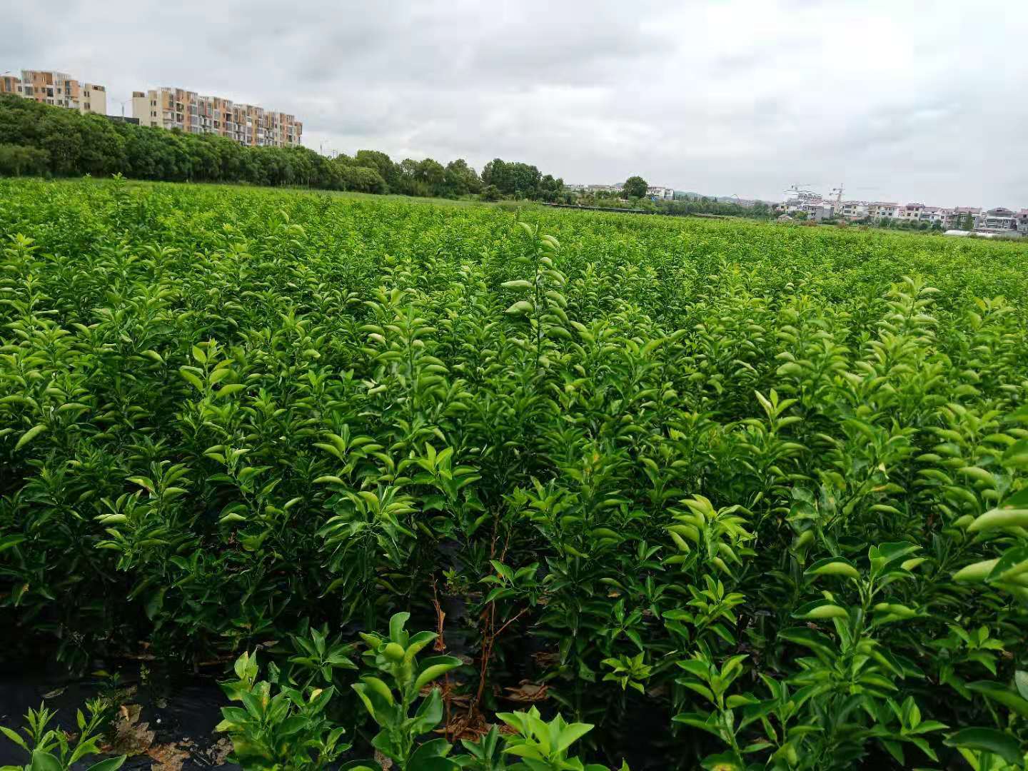 种植油茶苗带来的经济价值和作用