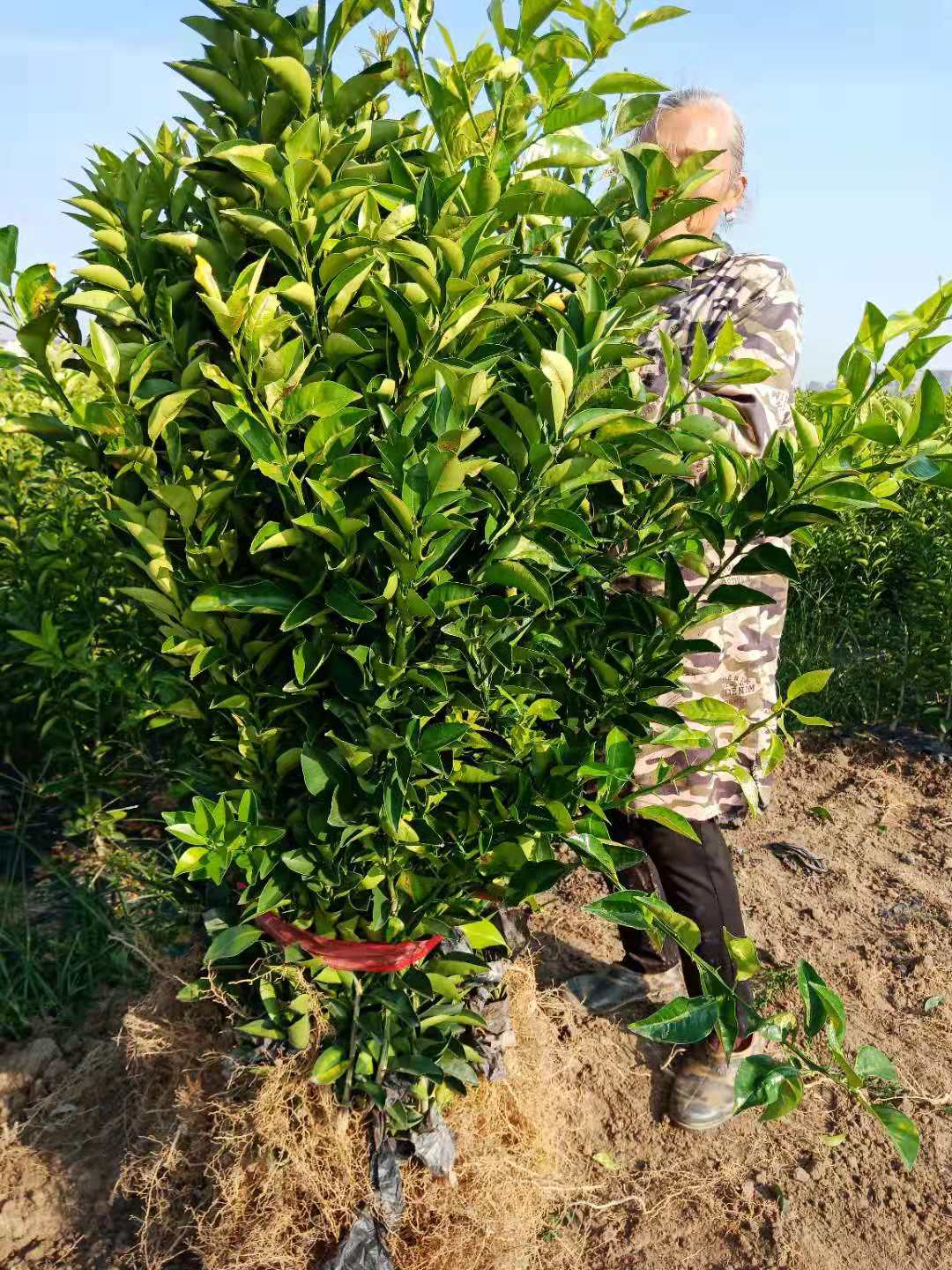 今年油茶苗的批发价格以及种植前景分析