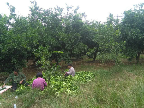 油茶树苗批发价格以及种植前景分析