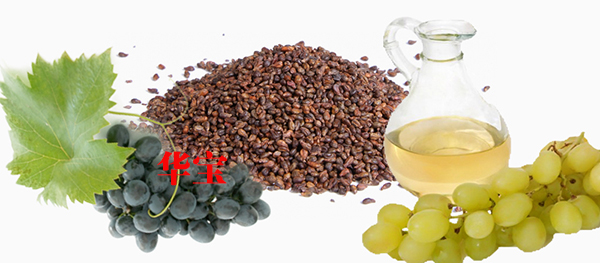 葡萄籽油厂家详说葡萄籽油的用法及功效