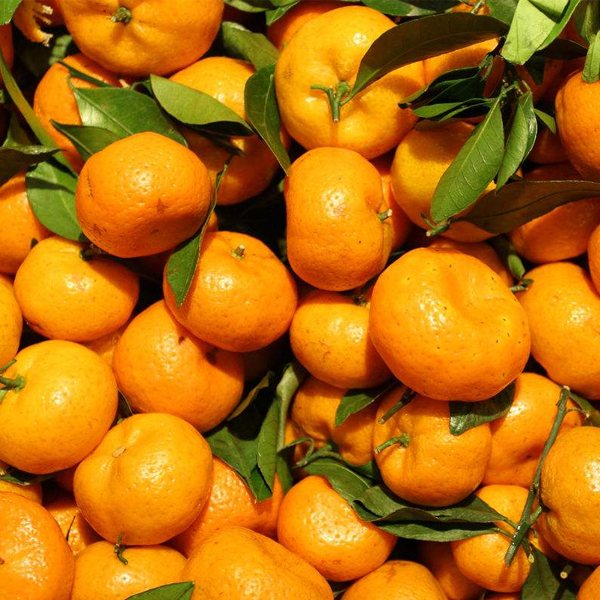 南阳水果采摘为你介绍吃橘子对人体的好处