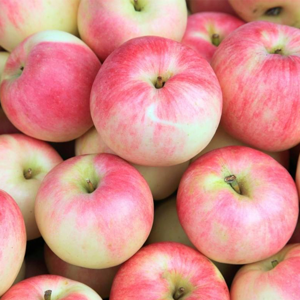果农一般是怎样存放刚采摘的苹果的？