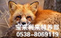 辽阳佟二堡皮草供应点销售人员讲解在饲养狐狸等皮草类动物疫苗使用中的误区